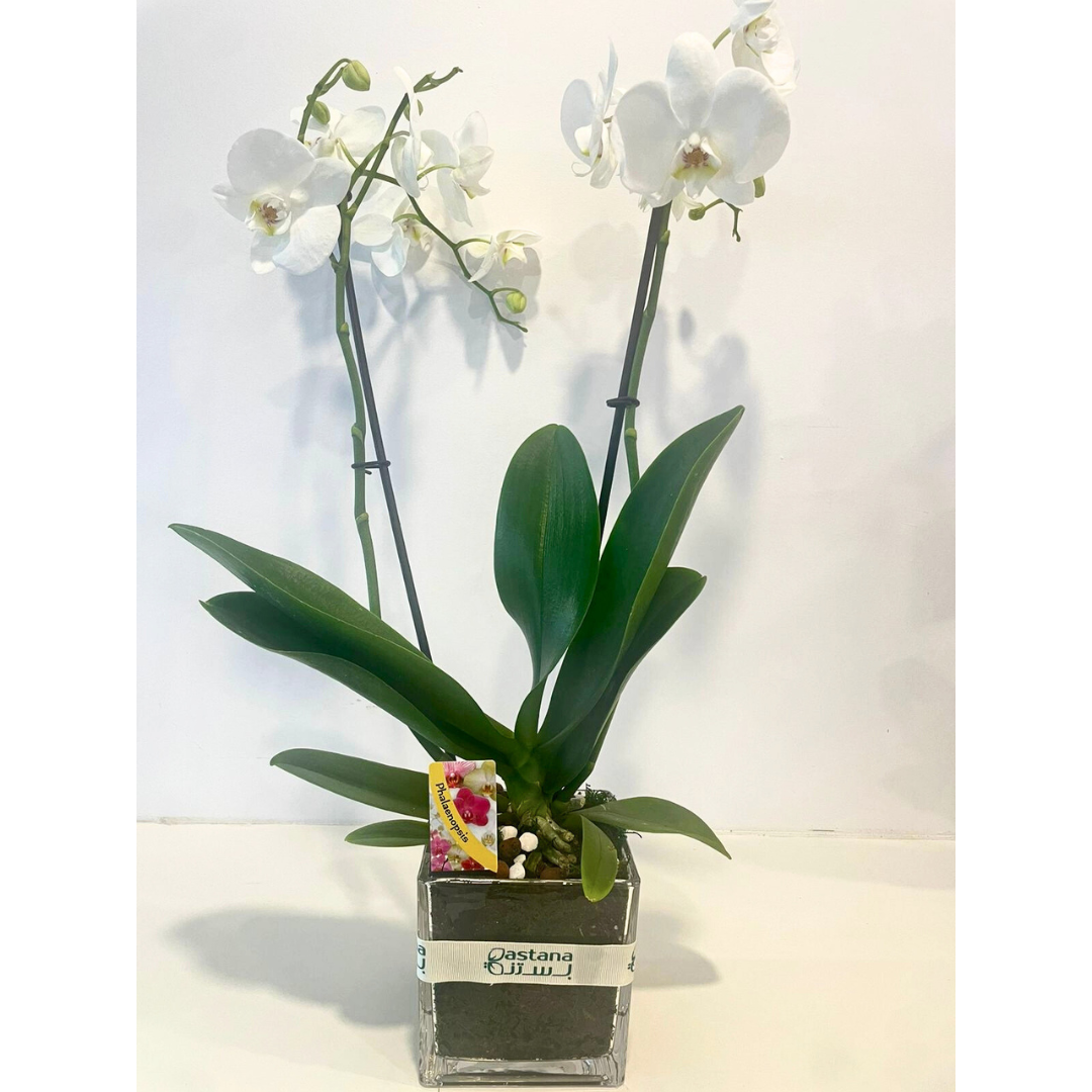 Moth orchids gift