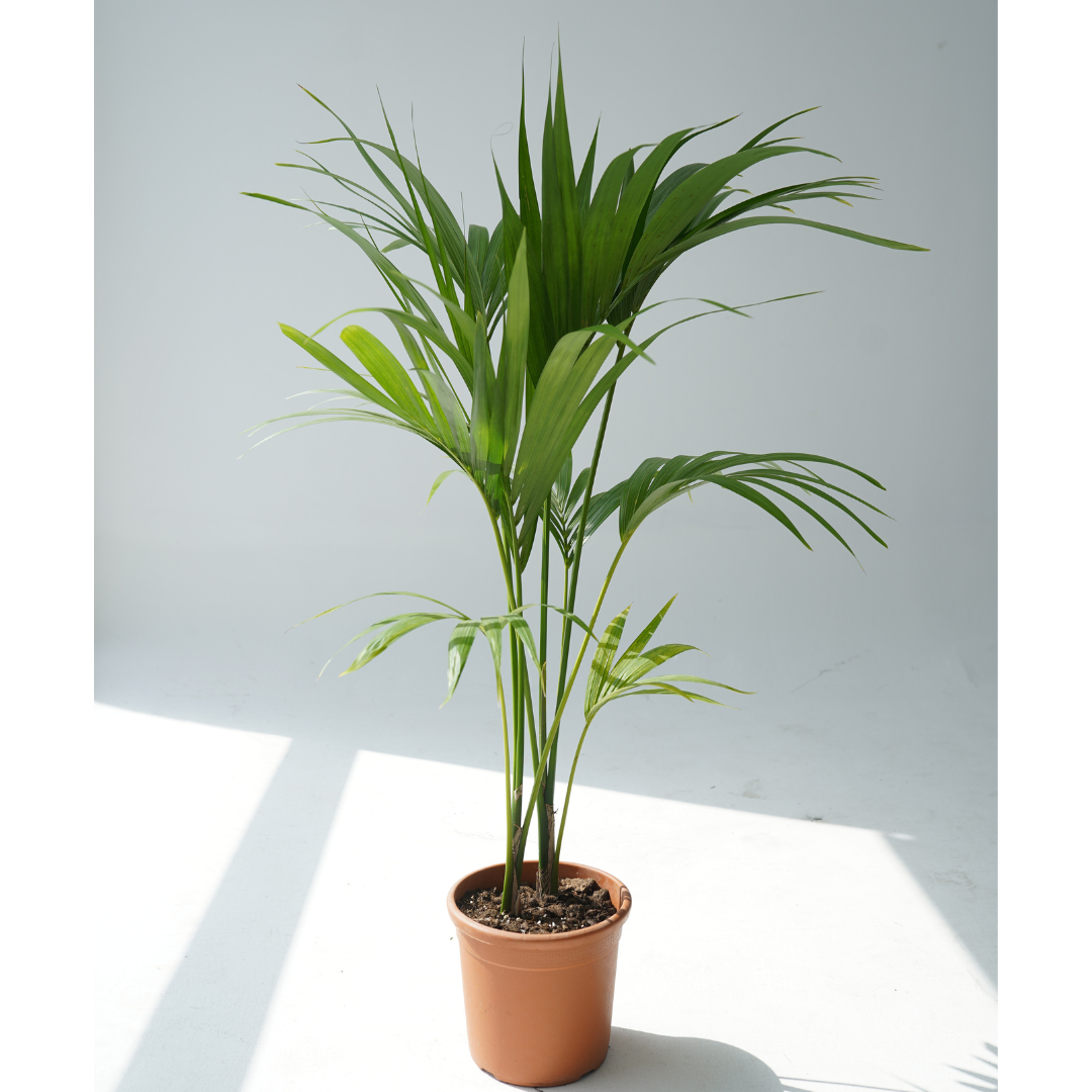 Howea forsteriana (Kentia palm,Thatch palm)