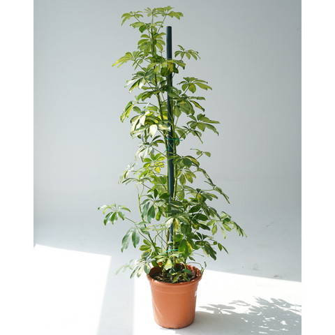 Schefflera arboricola (dwarf umbrella tree) gold