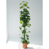 Schefflera arboricola (dwarf umbrella tree) gold