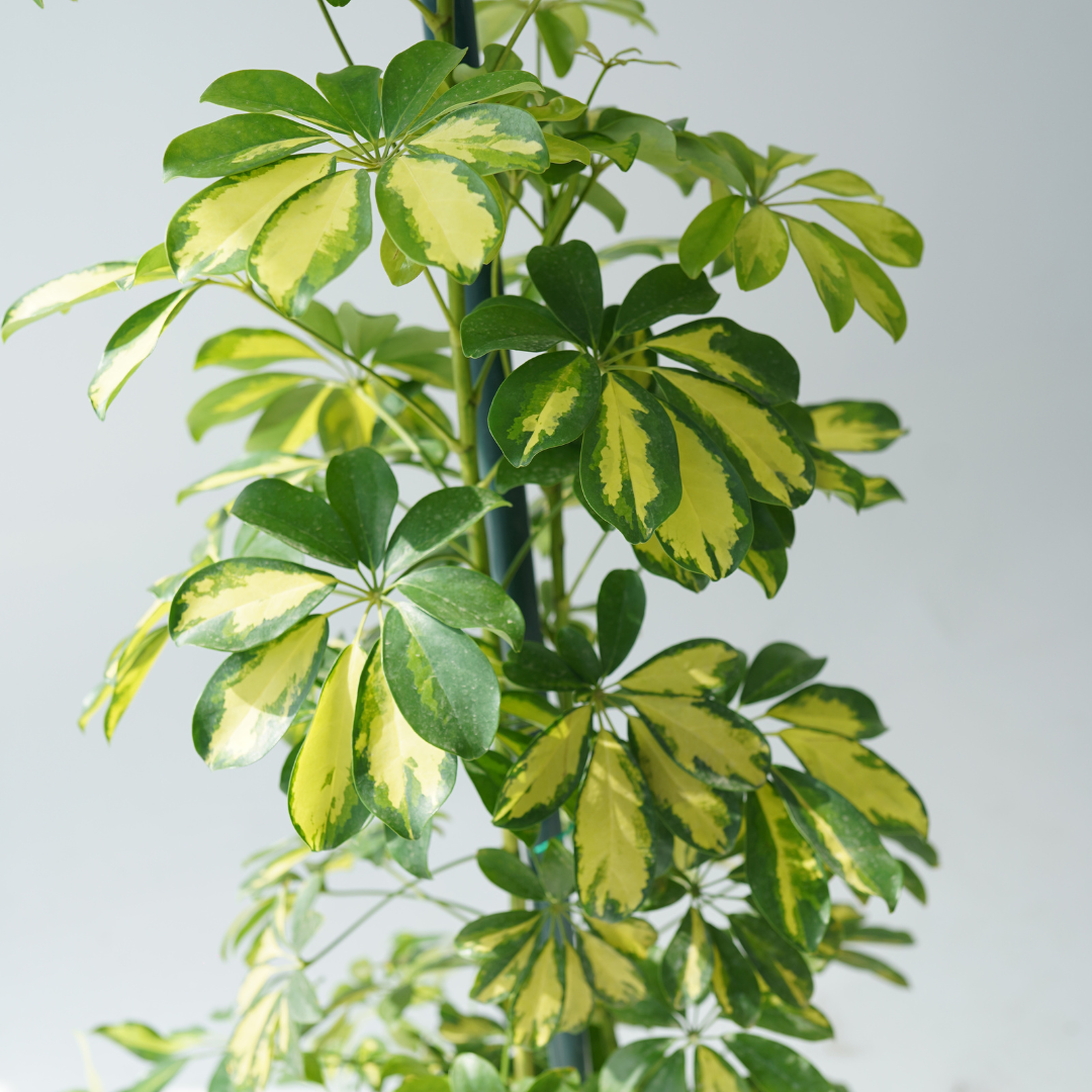 Schefflera arboricola (dwarf umbrella tree) gold