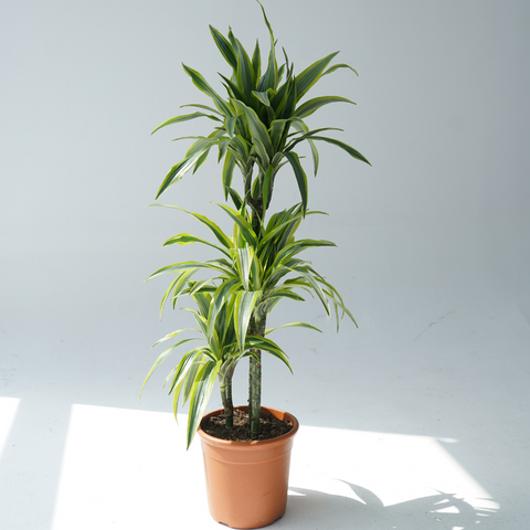 Dracaena fragrant- corn plant