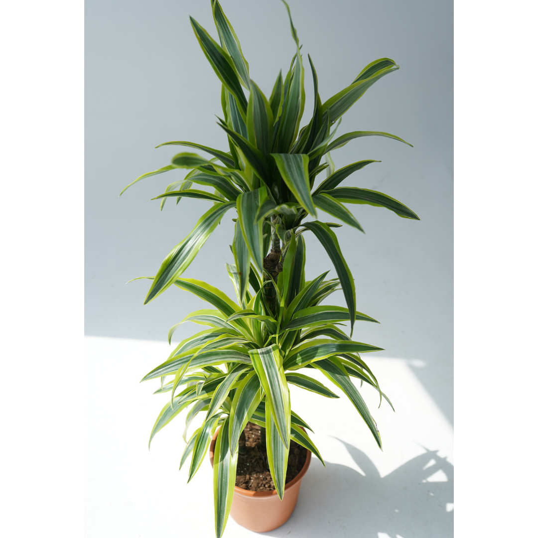 Dracaena fragrant- corn plant