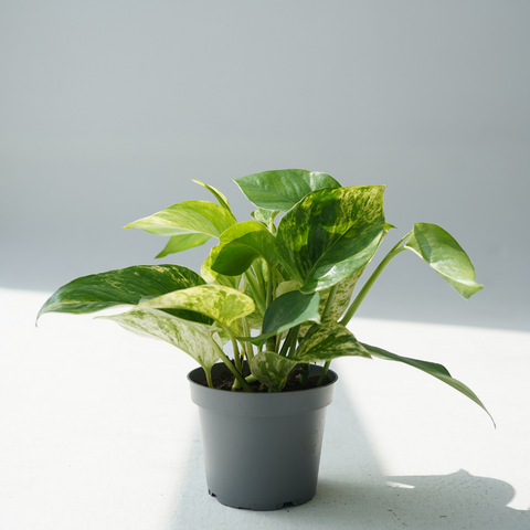 scindapsus pictus (satin pothos, silk pothos)