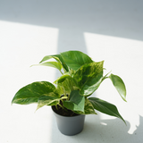 scindapsus pictus (satin pothos, silk pothos)