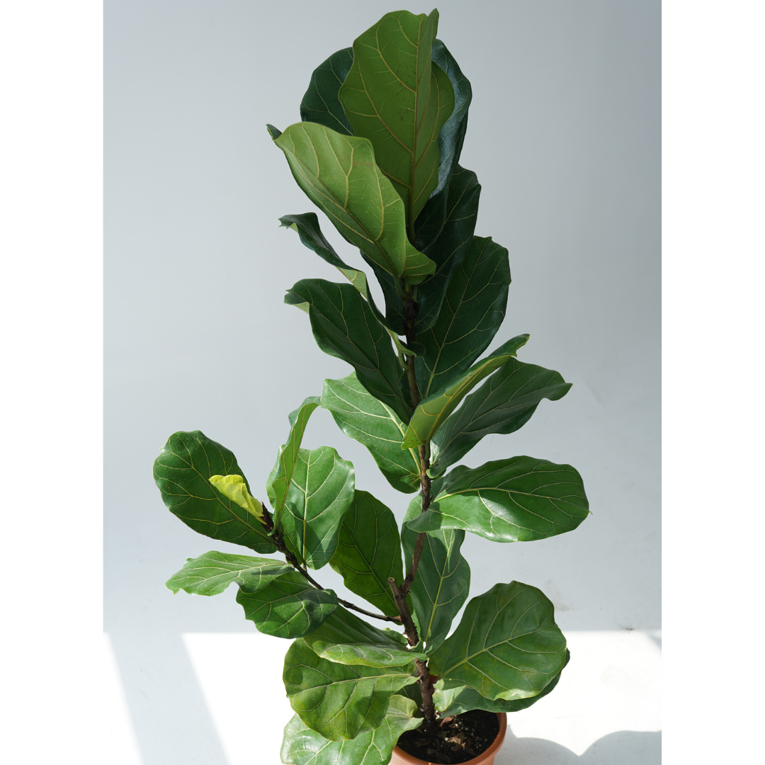 Ficus lyrata (fiddle-leaf fig)