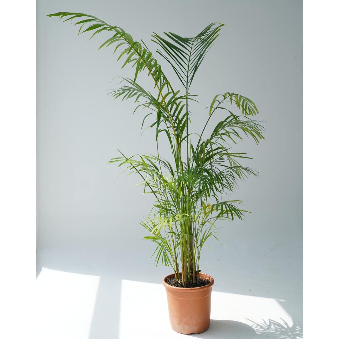 Dypsis lutescens (golden cane palm, areca palm,butterfly palm)
