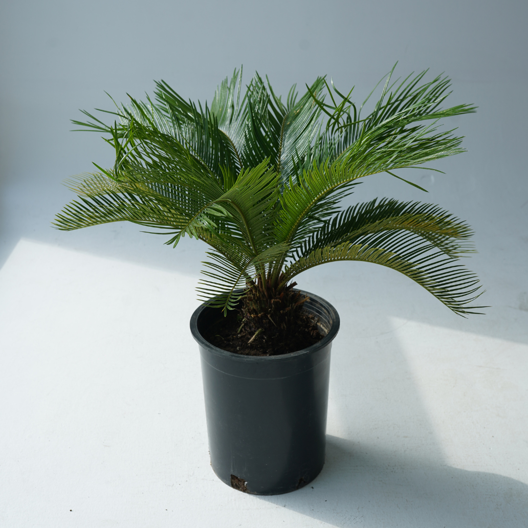 Cycas revoluta (sago palm, king sago, sago cycad, Japanese sago palm)