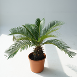 Cycas revoluta (sago palm, king sago, sago cycad, Japanese sago palm)