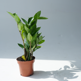 Zamioculcas zamiifolia (ZZ plant, aroid palm)