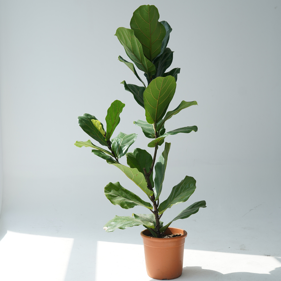 Ficus lyrata (fiddle-leaf fig)