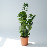 Zamioculcas zamiifolia (ZZ plant, aroid palm)