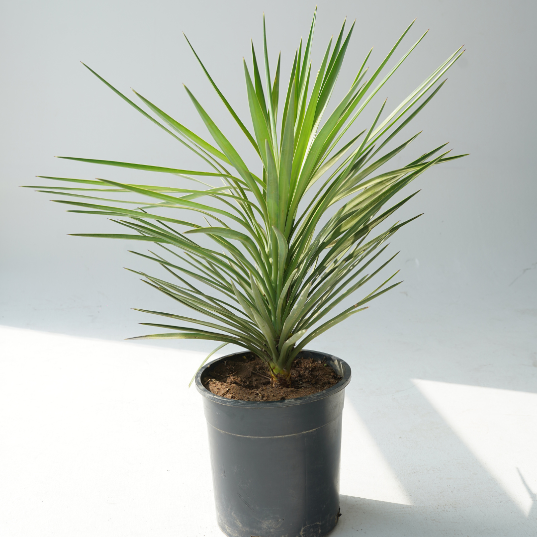 Yucca Aloifolia (يوكا ناعمة)