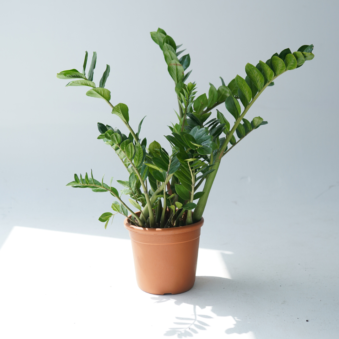 Zamioculcas zamiifolia (ZZ plant, aroid palm)