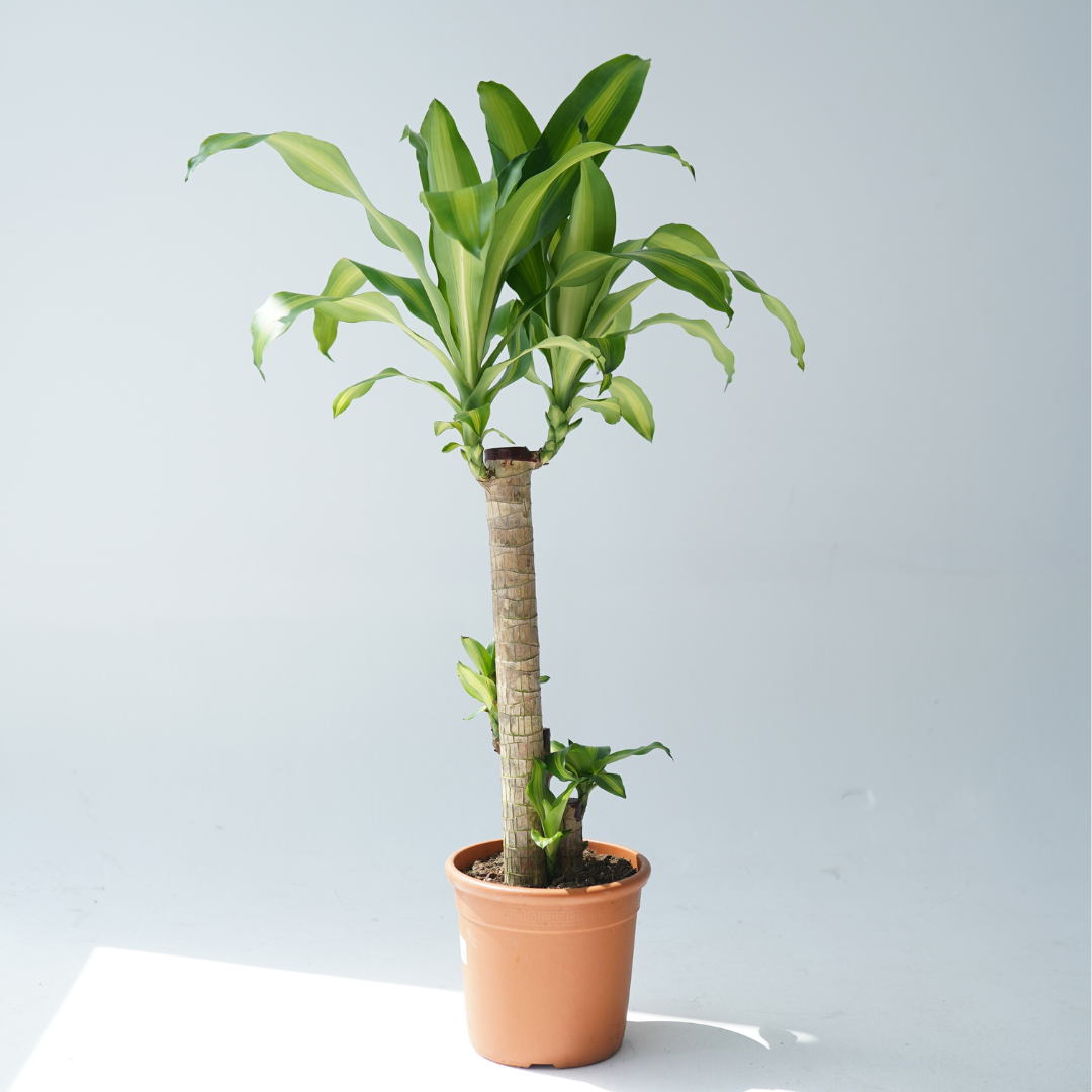 Dracaena massangeana (corn plant, cornstalk dracaena)