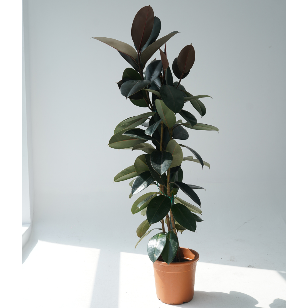 Ficus elastica robusta (rubber tree)