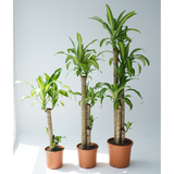 Dracaena massangeana (corn plant, cornstalk dracaena)