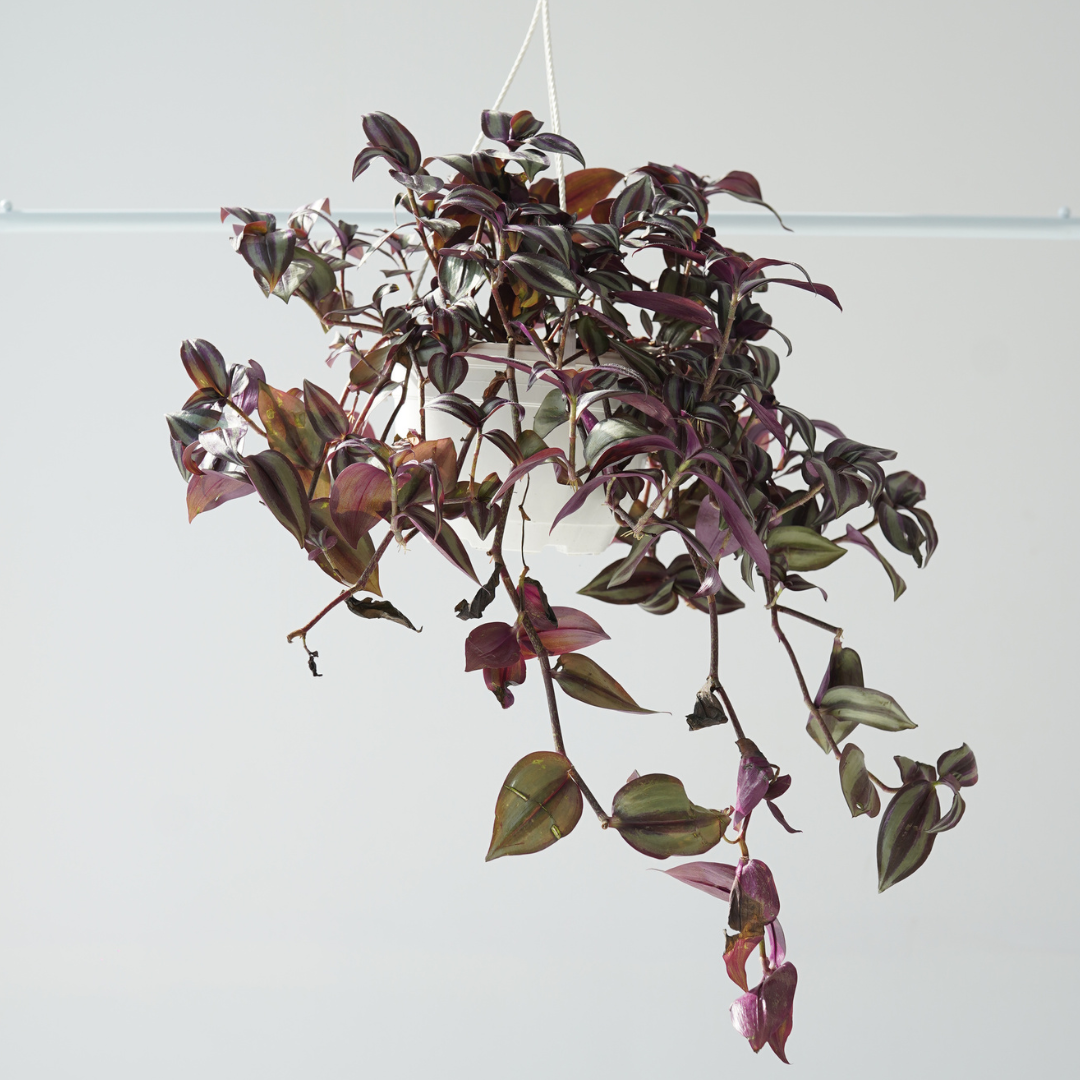 Tradescantia zebrine (Purple Queen), hanging pots plants