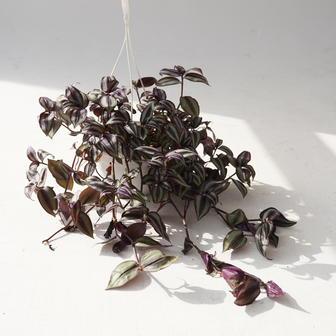 Tradescantia zebrine (Purple Queen), hanging pots plants