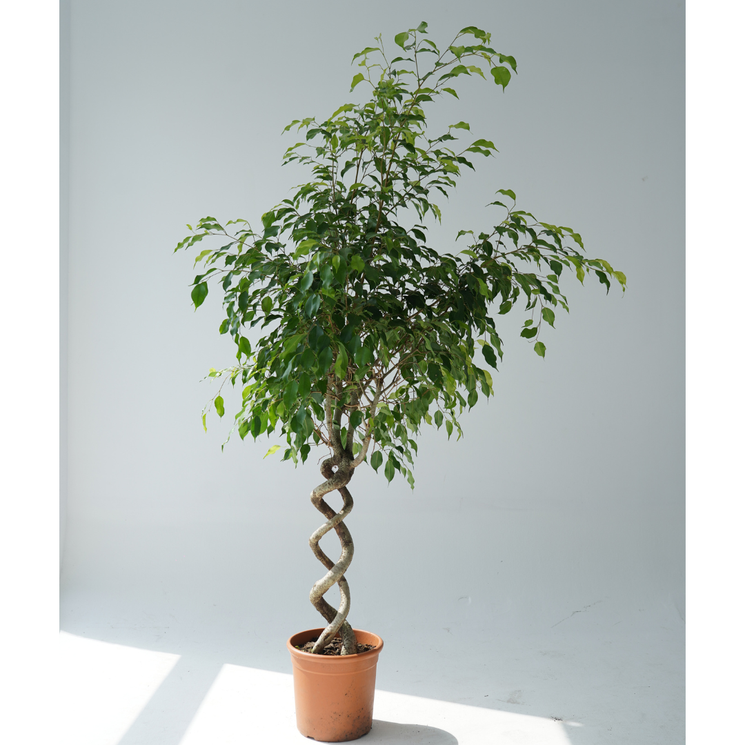 Ficus benjamina-Spiral (Ficus Design)