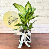 BIRTHDAY PLANT