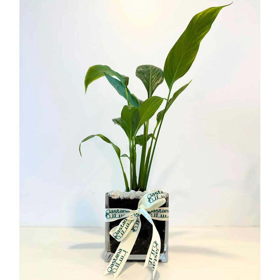 Spathiphyllum plant gift