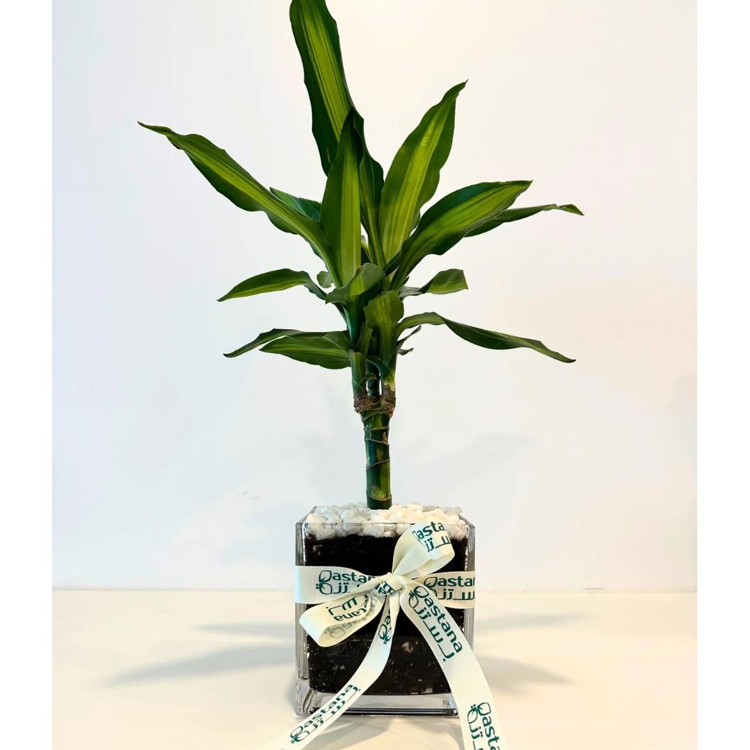 Dracaena Fragrans plant gift