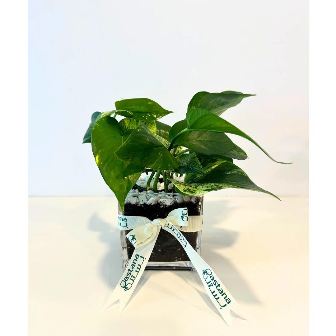 Scindapsus plant gift