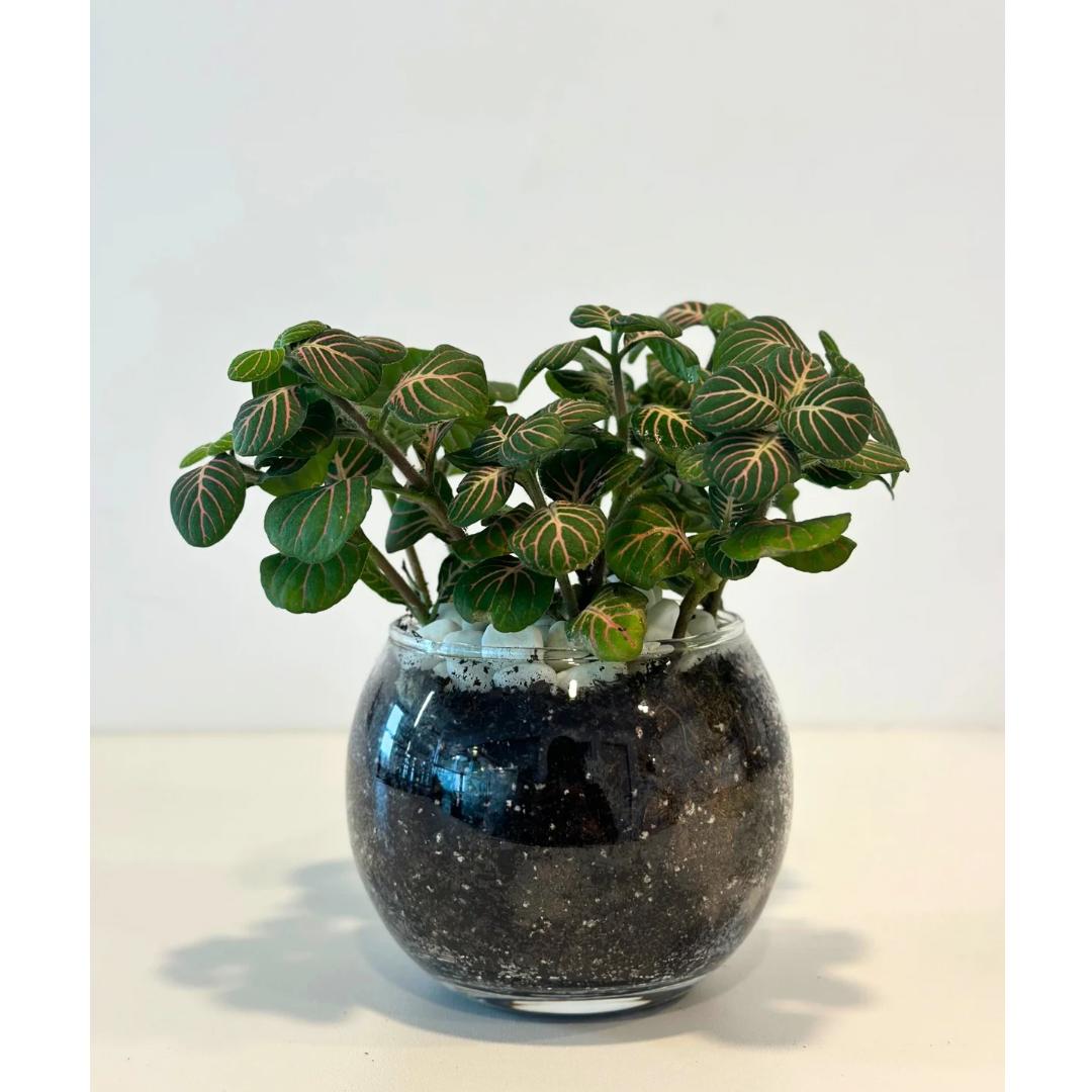 Fittonia plant gift