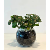 Fittonia plant gift