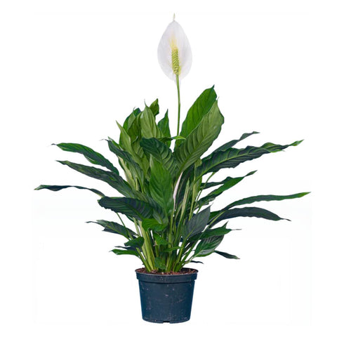 Spathiphyllum wallisii