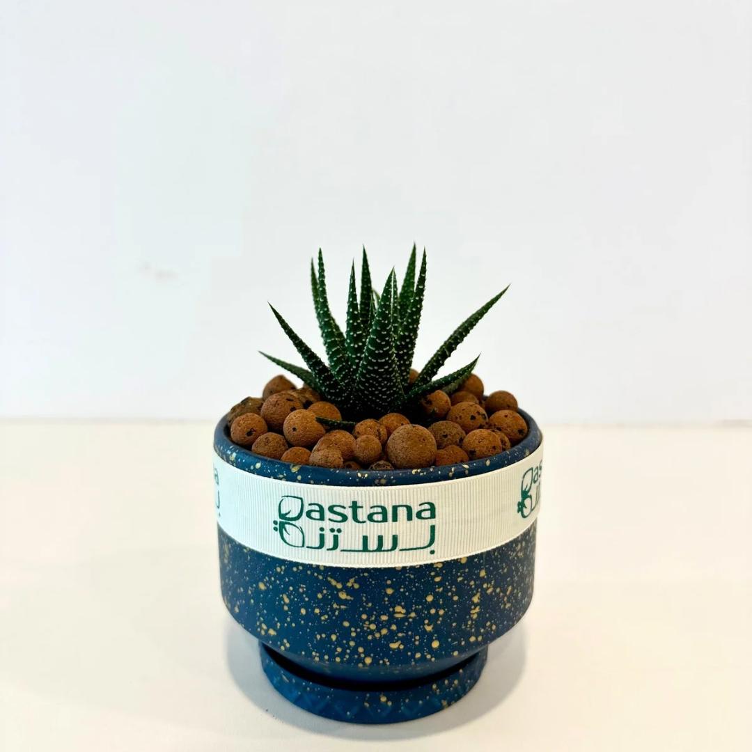 Haworthia Cymbiformis gift.