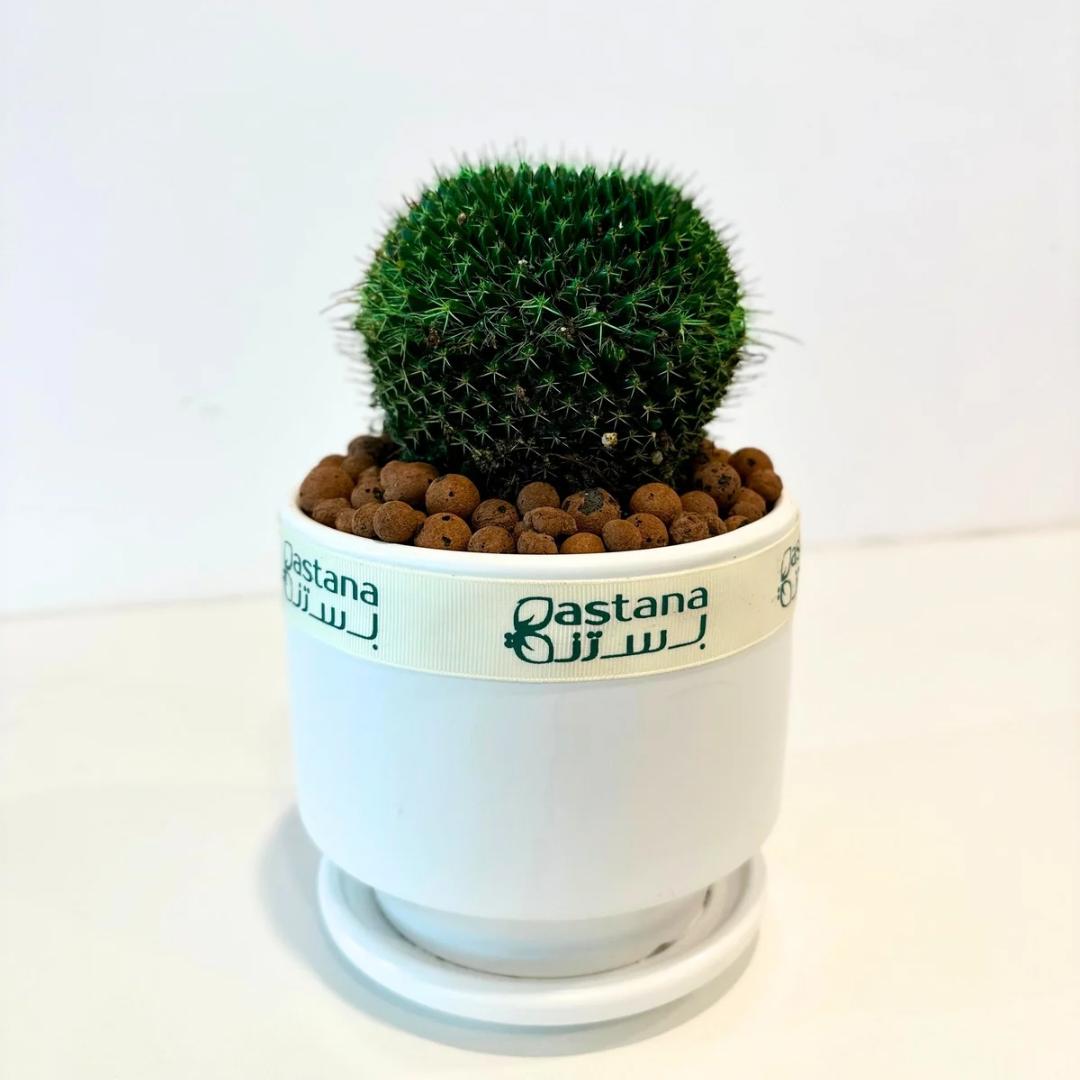 Cactus gift