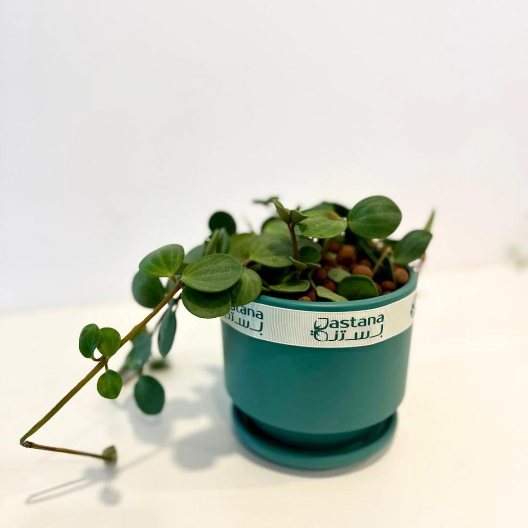 Peperomia Hope gift