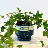 Hedera helix gift