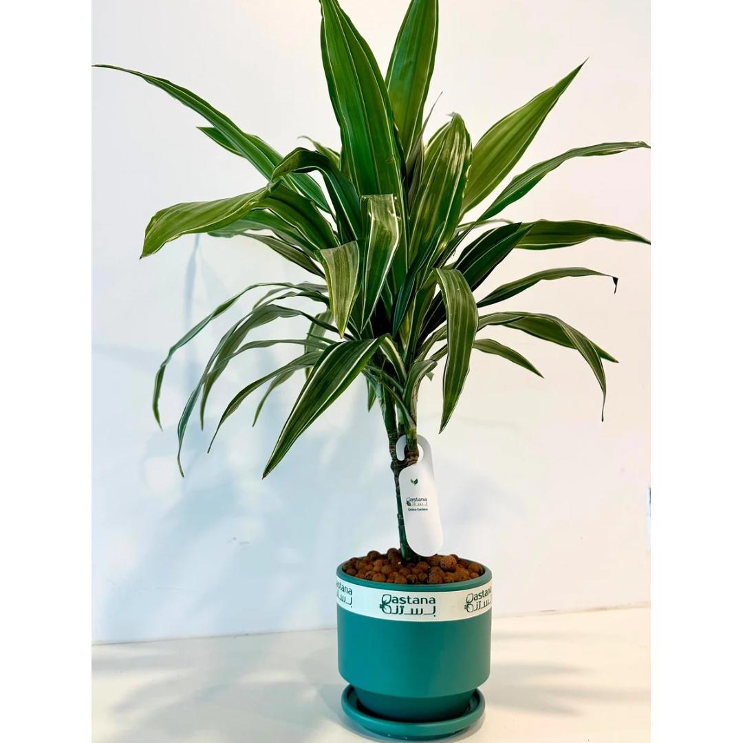 Dracaena warneckii gift