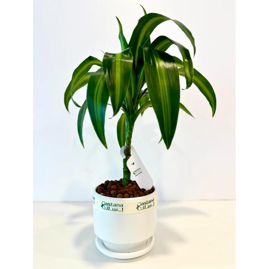 Dracaena deremensis gift