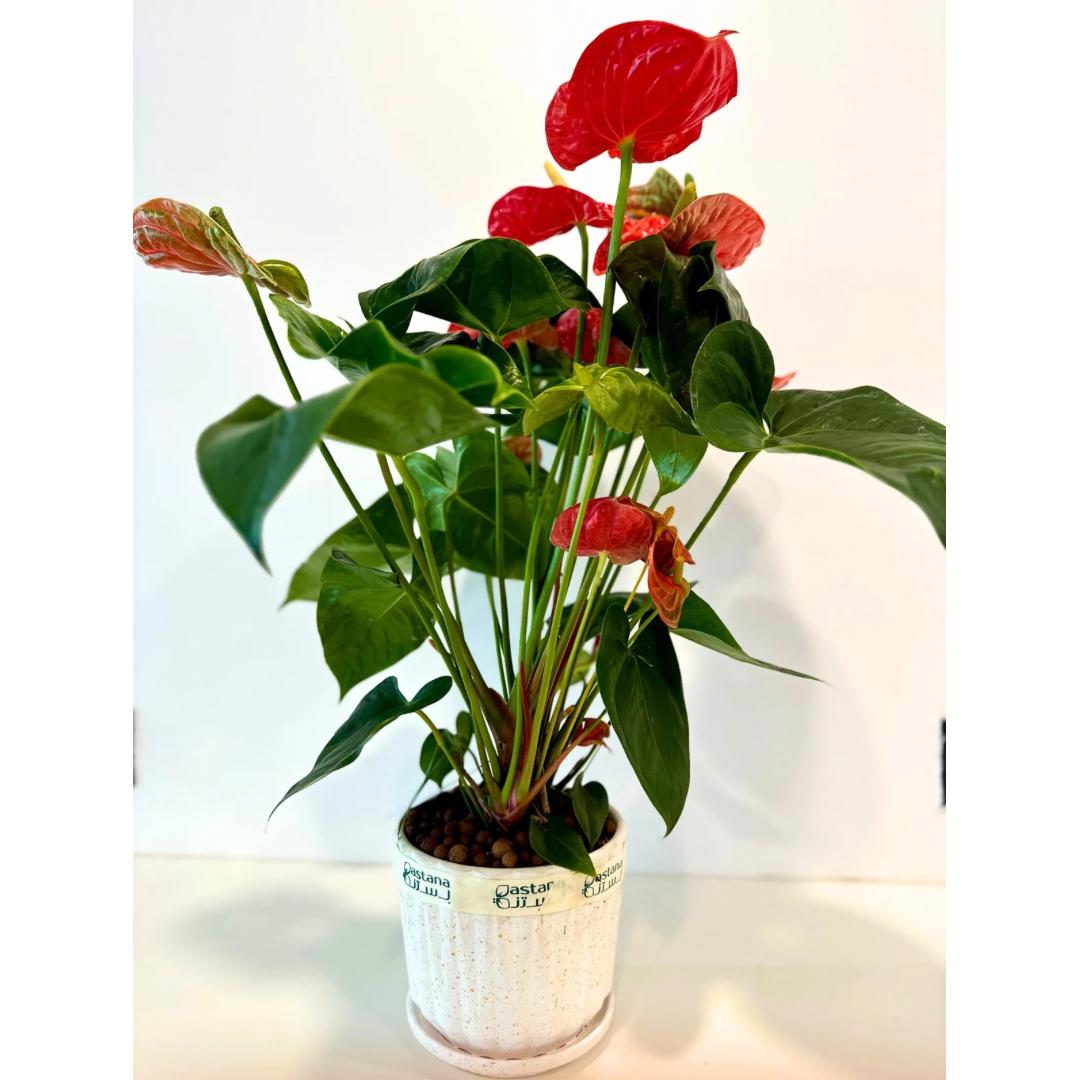 Anthurium Andreanum gift