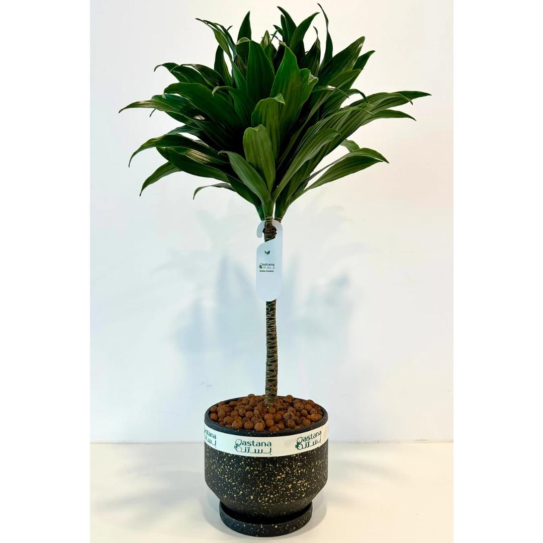 Dracaena fragrans gift