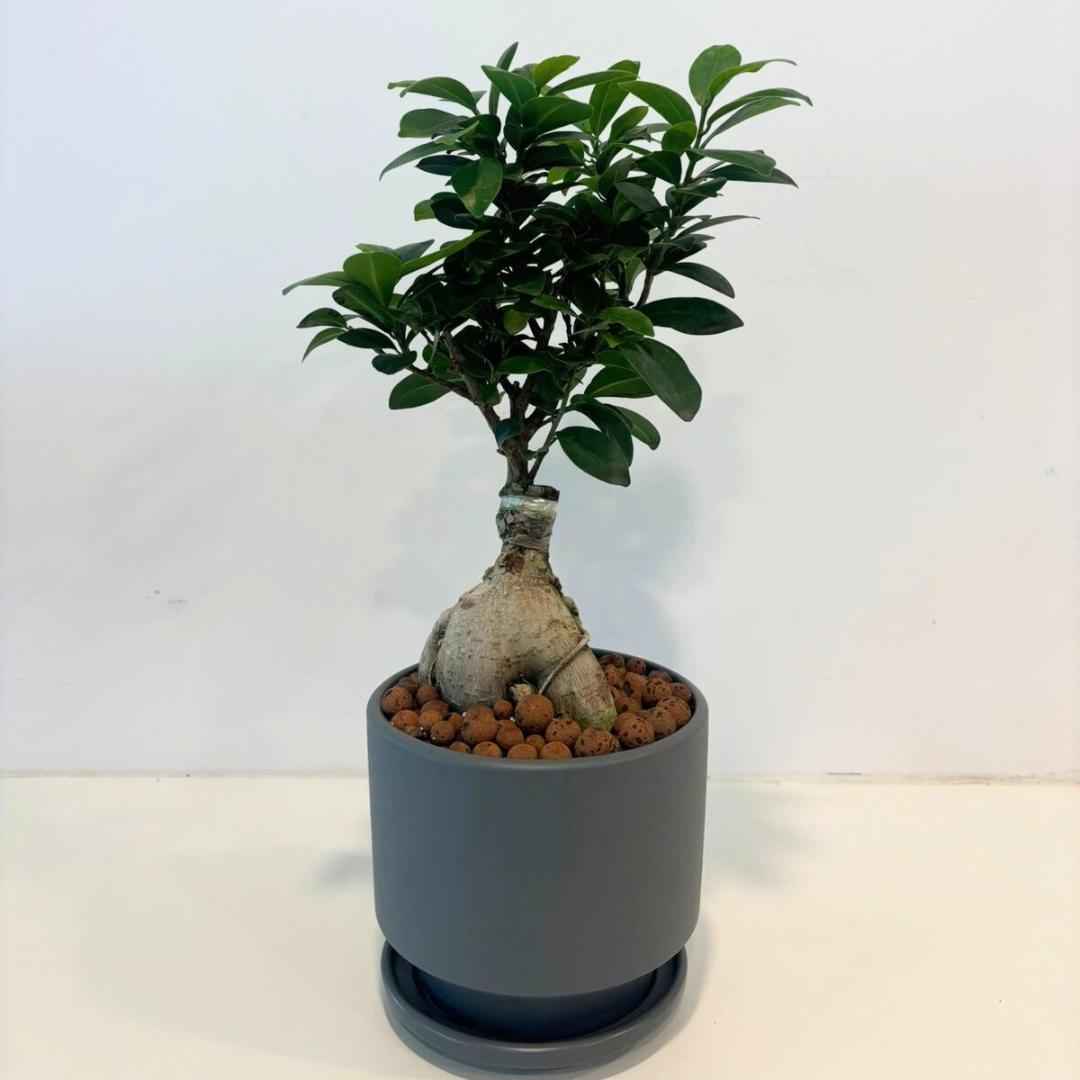 Bonsai gift