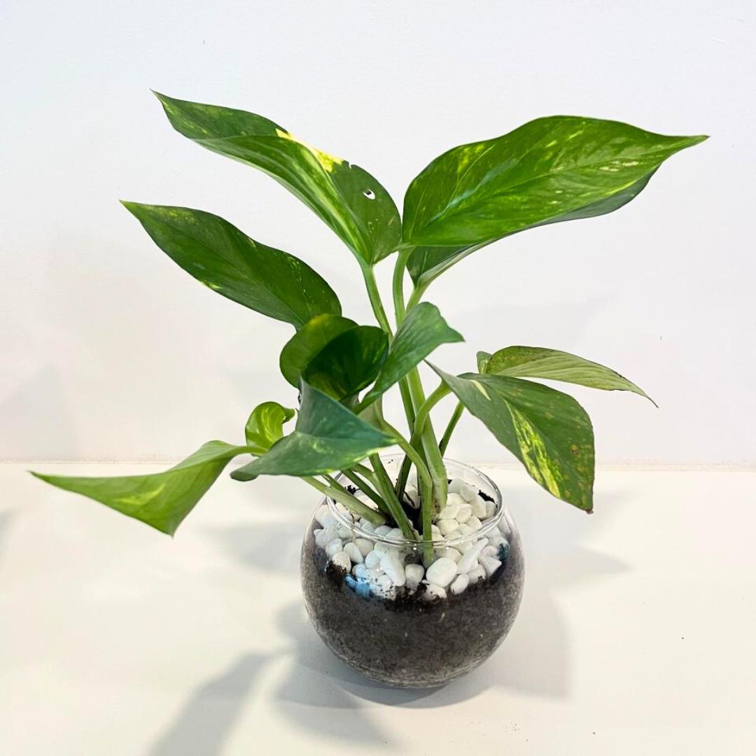 Pothos plant gift