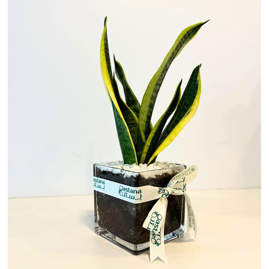 Snake plant gift