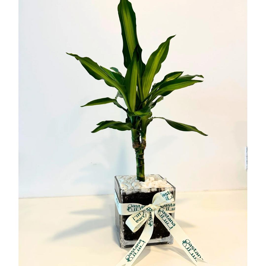 Dracaena Fragrans plant gift