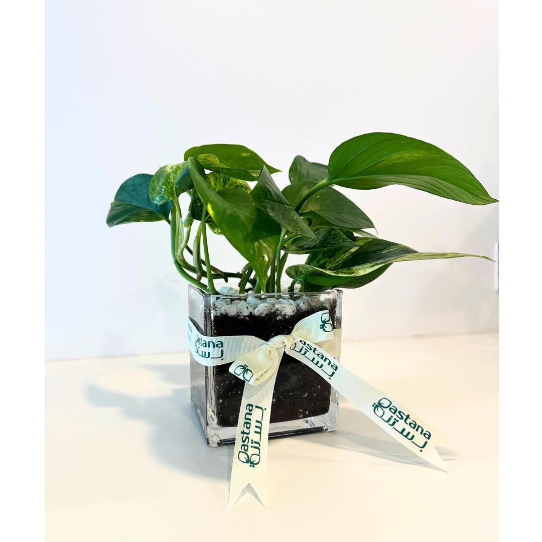 Scindapsus plant gift