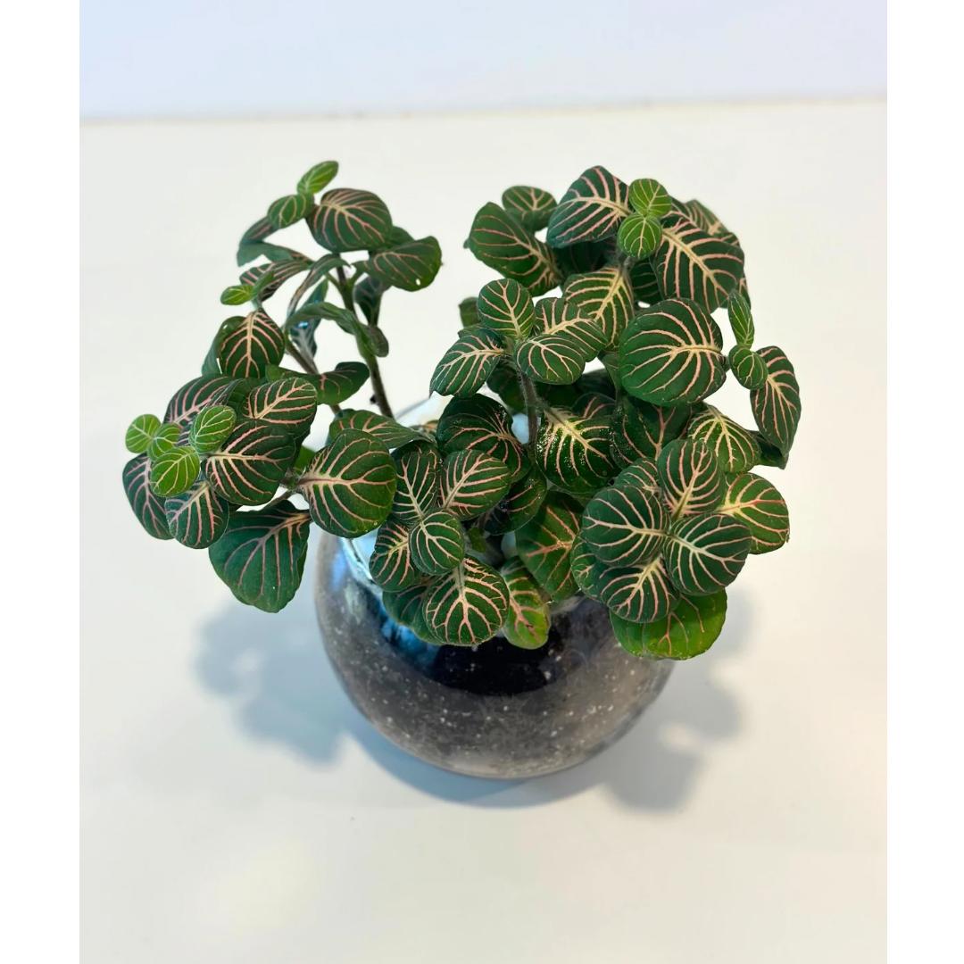 Fittonia plant gift