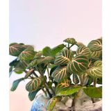 Fittonia plant gift