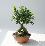 Bonsai