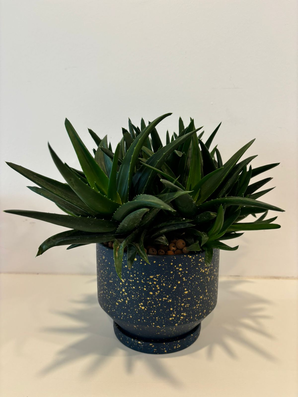 ALOE GASTROLEA