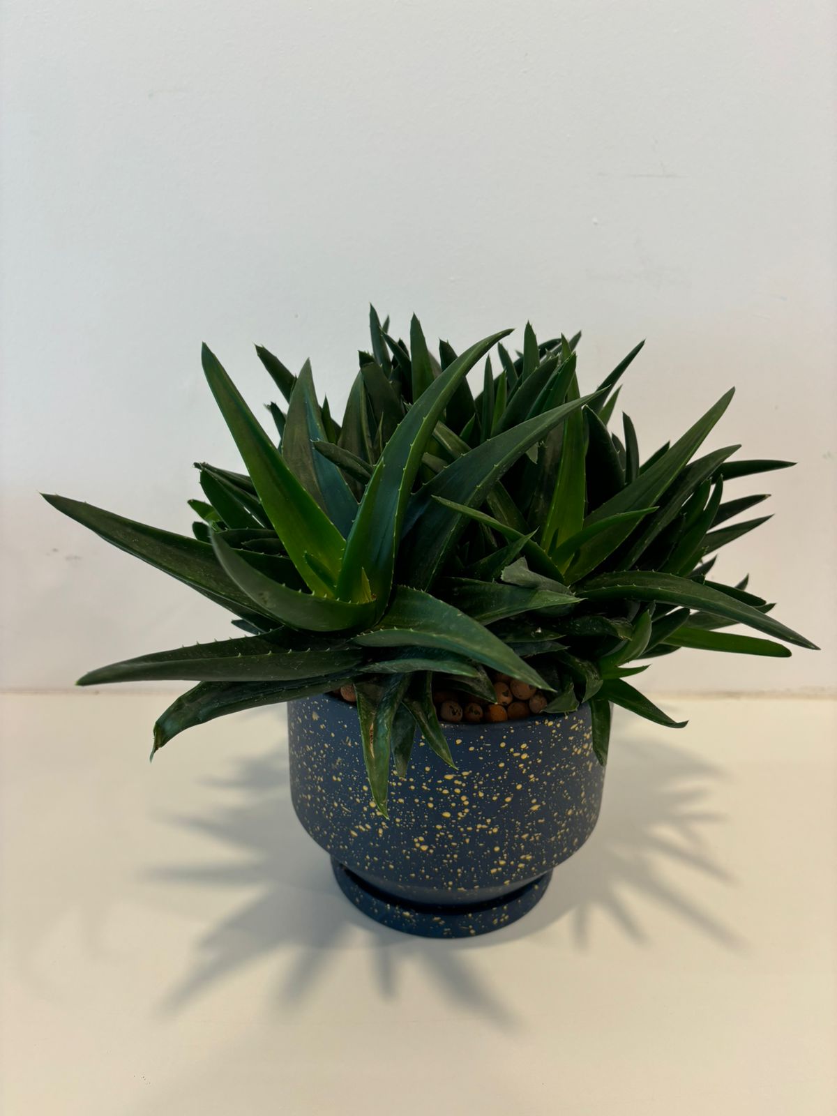 ALOE GASTROLEA