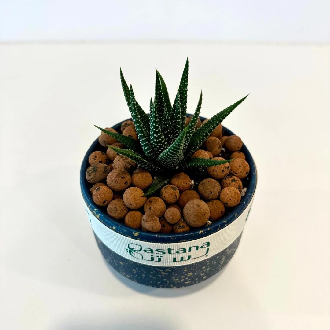 Haworthia Cymbiformis gift.